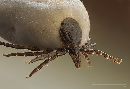 Fleas and Ticks