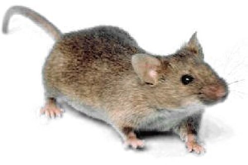 Mice and Rats