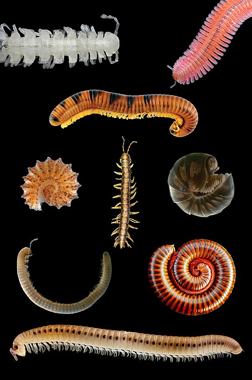 Millipedes and Centipedes