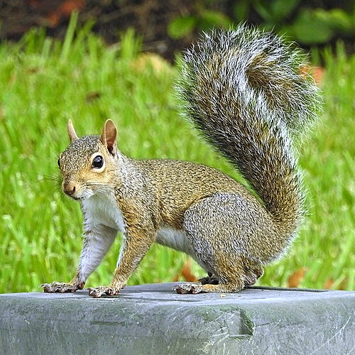 Squirrels and Bats