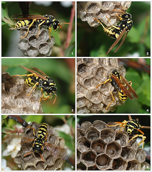 Wasps and Bees